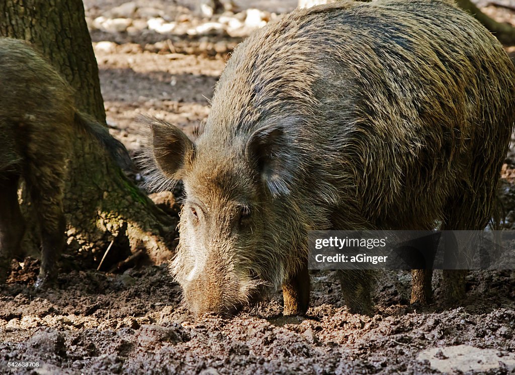 Old wildboar in mud