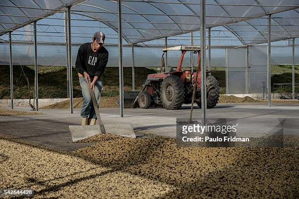 Worker shovels coffee beans at Boa Esperança's farm inear Bragança Paulista , ,Brazil, on Monday , July 29th, 2013