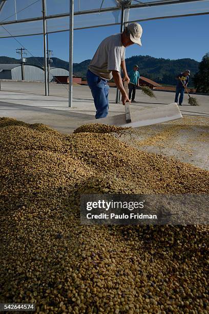 Worker shovels coffee beans at Boa Esperança's farm inear Bragança Paulista , ,Brazil, on Monday , July 29th, 2013