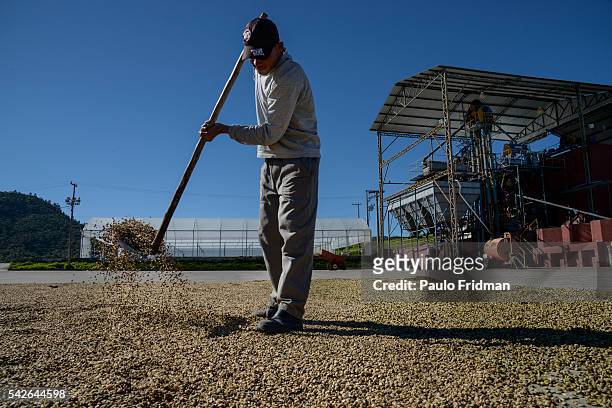 Worker shovels coffee beans at Boa Esperança's farm inear Bragança Paulista , ,Brazil, on Monday , July 29th, 2013