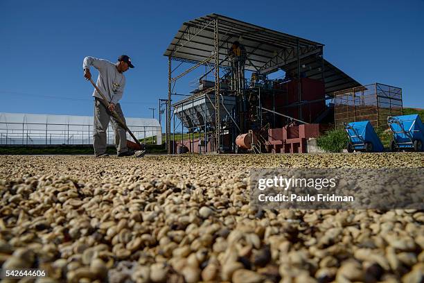 Worker shovels coffee beans at Boa Esperança's farm inear Bragança Paulista , ,Brazil, on Monday , July 29th, 2013