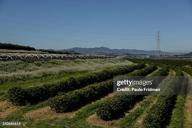 Rows of coffee plants are pictured at a plantation at Boa Esperança's farm near Bragança Paulista , ,Brazil,