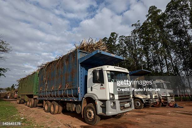 Trucks with Sugarcane plants wait in line to enter the mill At Unidade industrial Cruz Alta da Guarani SA ethanol sugar and energy , about 40 km from...