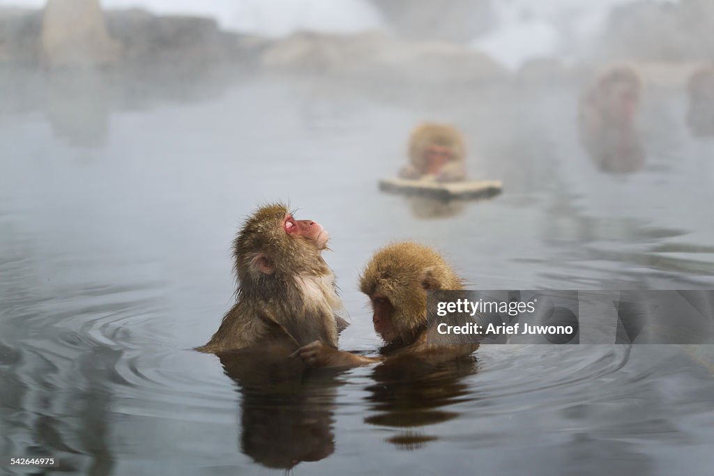 Spa Monkey