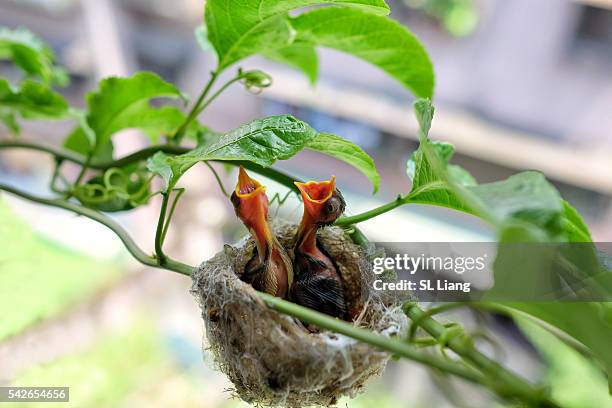 bird about to feeding young bird - small group of animals stock pictures, royalty-free photos & images