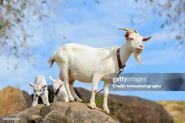goat family - geit stockfoto's en -beelden