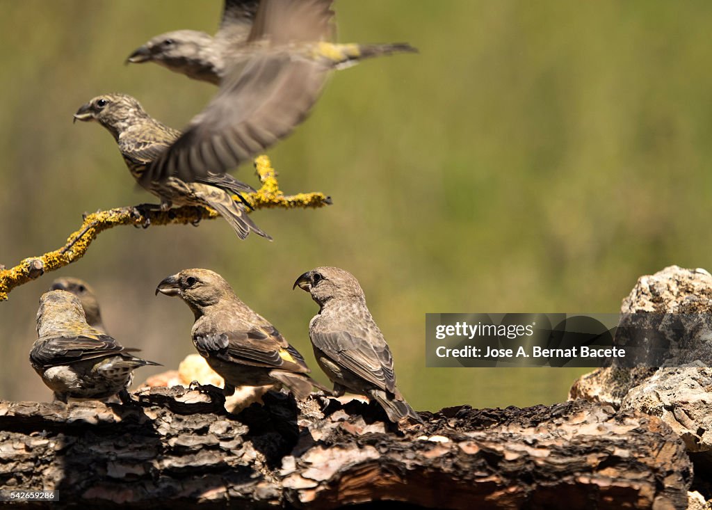 Flock of birds Red Crossbill , famales , ( Loxia curvirostra ),species Passeriformes ,family of finches.
