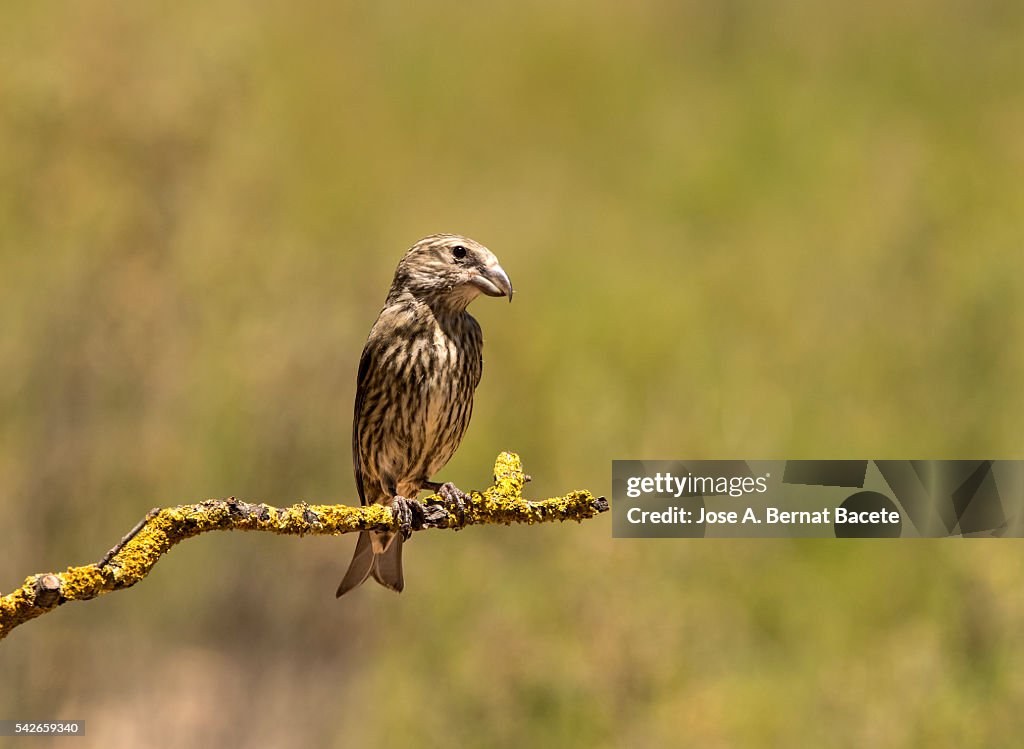 Bird Red Crossbill , famale , ( Loxia curvirostra ),species Passeriformes ,family of finches, put on a branch .