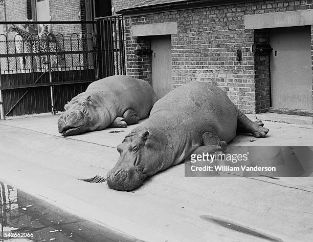 neville and daisy - hippopotame photos et images de collection