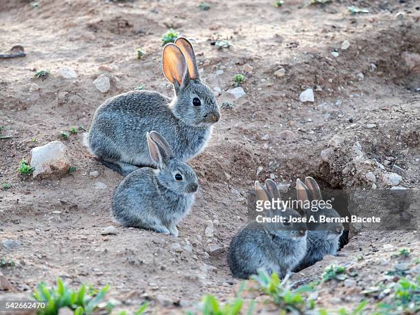 female rabbit caring for their bunnies with his burrow ( species oryctolagus cuniculus.) - rabbit burrow bildbanksfoton och bilder