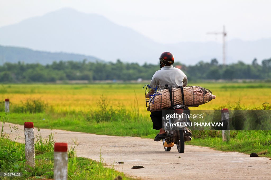 Motorcycle Overloading Overloaded Motorbike In Vietnam High-Res Stock Photo - Getty Images
