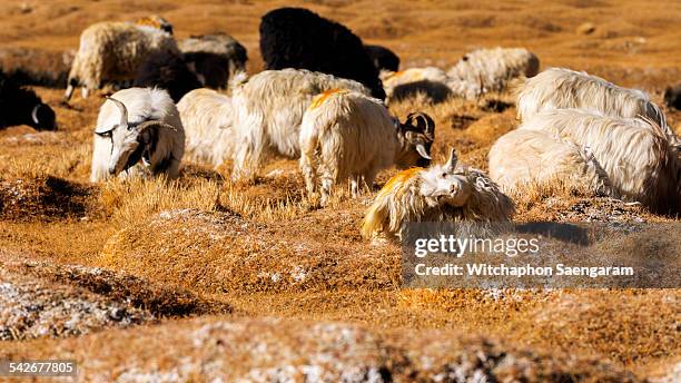 group of goats on the dry field - jammu and kashmir photos et images de collection