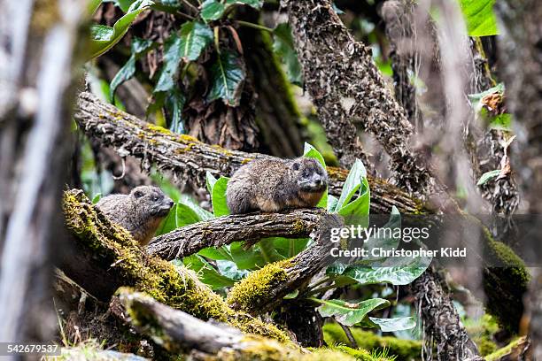 rwenzori tree hyrax, rwenzori mountains, uganda - tree hyrax stock pictures, royalty-free photos & images