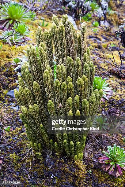 lycopodium, rwenzori mountains, uganda - lycopodiaceae stock pictures, royalty-free photos & images