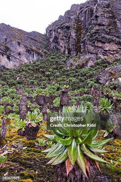 dendrosenecio, rwenzori mountains, uganda - christopher kidd stock pictures, royalty-free photos & images