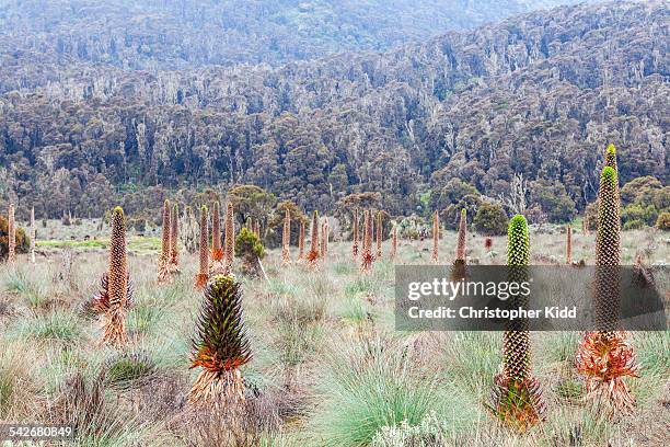 lobelia, bigo bog, rwenzori mountains - christopher kidd stock pictures, royalty-free photos & images