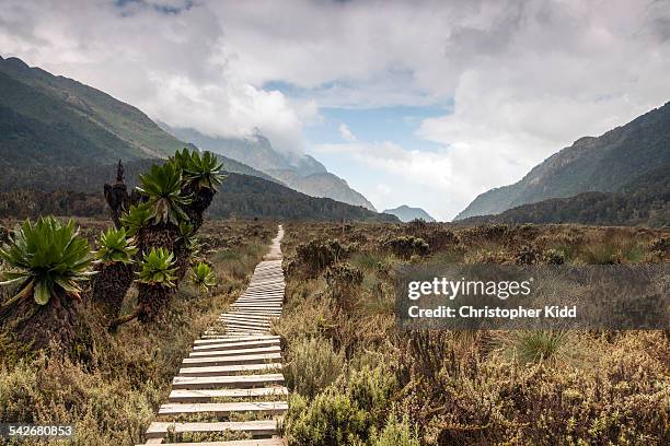 bigo bog, rwenzori mountains, uganda - christopher kidd stock pictures, royalty-free photos & images