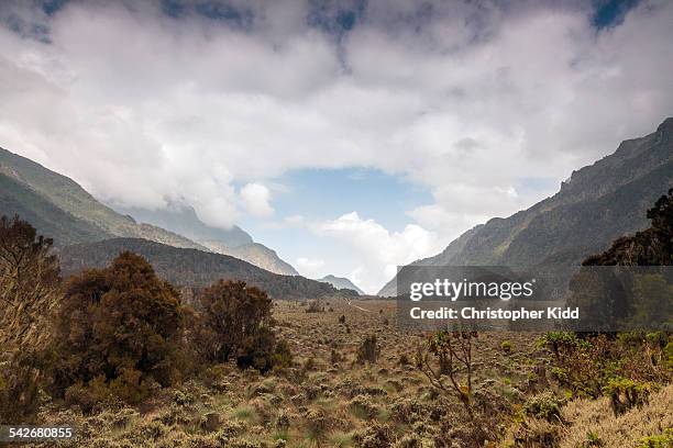 bigo bog, rwenzori mountains, uganda - christopher kidd stock pictures, royalty-free photos & images