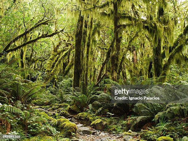 mildford track vegetation and ferns - bosque primario fotografías e imágenes de stock