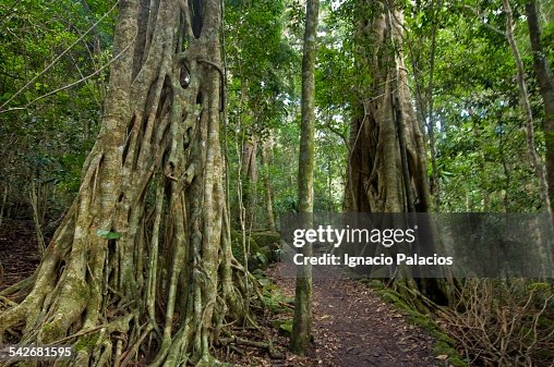 Tropical rainforest, Python Rock Track Tropical rainforest, Python Rock Track
