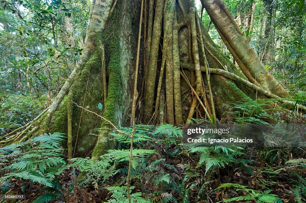 Tropical rainforest, Python Rock Track