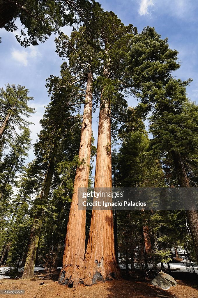 Yosemite National Park sequoias