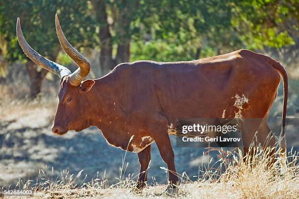 ankole-watusi cattle - ankole cattle stock pictures, royalty-free photos & images