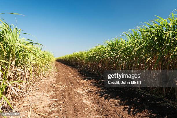 sugar cane field - canna da zucchero foto e immagini stock