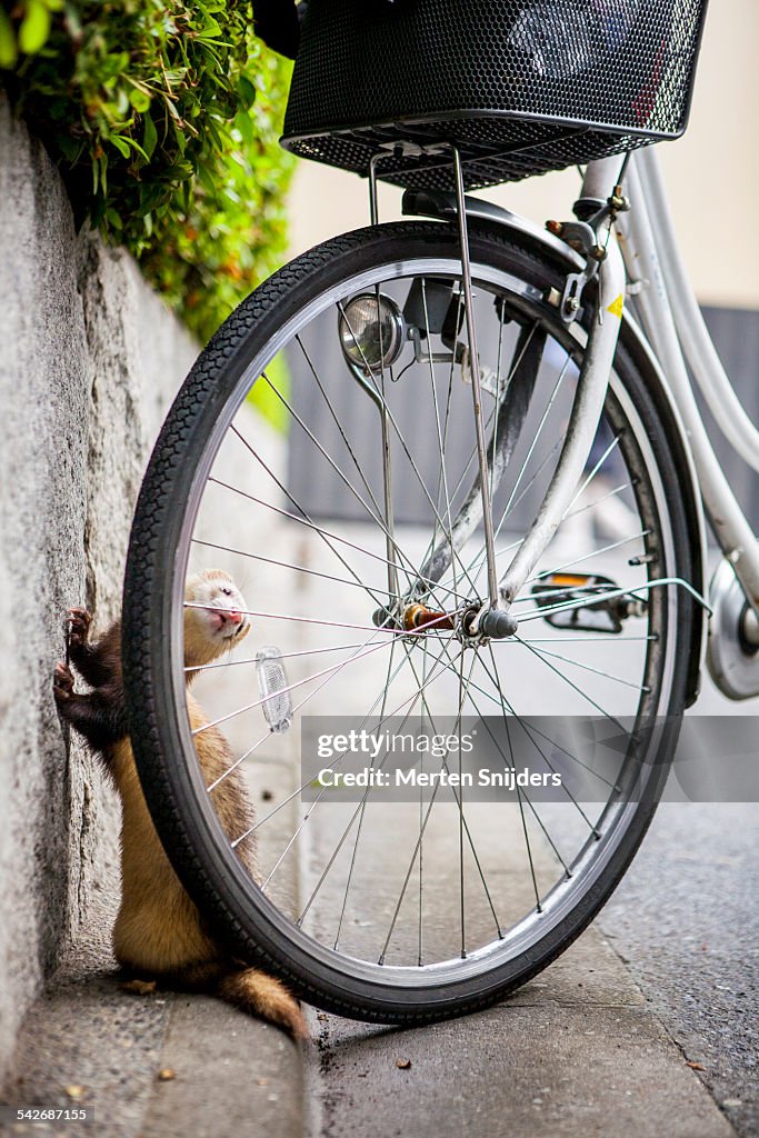 Ferret at bicycle wheel