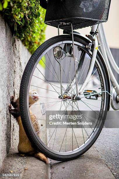 ferret at bicycle wheel - ferret funny 個照片及圖片檔