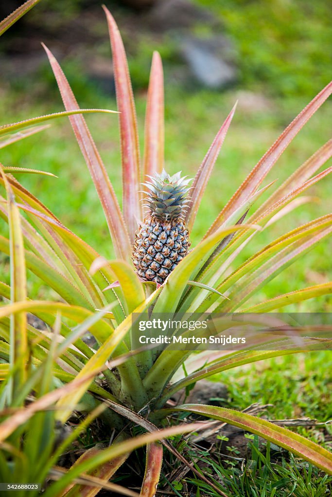 Small pineapple emerging from plant