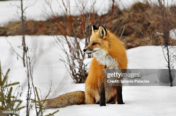 Fox Range Photos and Premium High Res Pictures - Getty Images