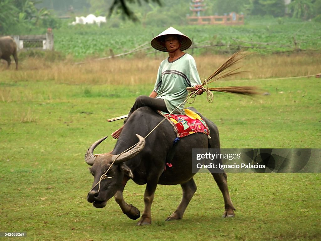 Farmer on top of water buffalo near Ninh Binh