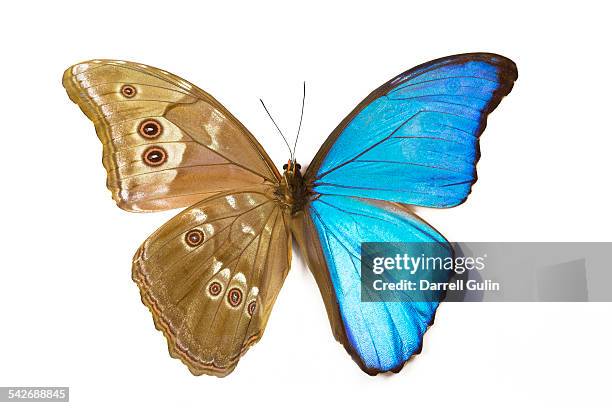 Morpho Butterfly Top Wing Right Bottom Left High-Res Stock Photo