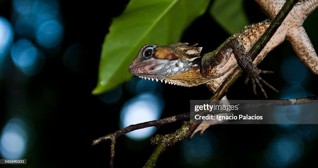 Boyd´s forest dragon in the Daintree rainforest