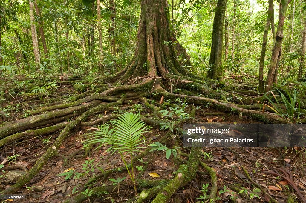 Daintree forest tropical vegetation