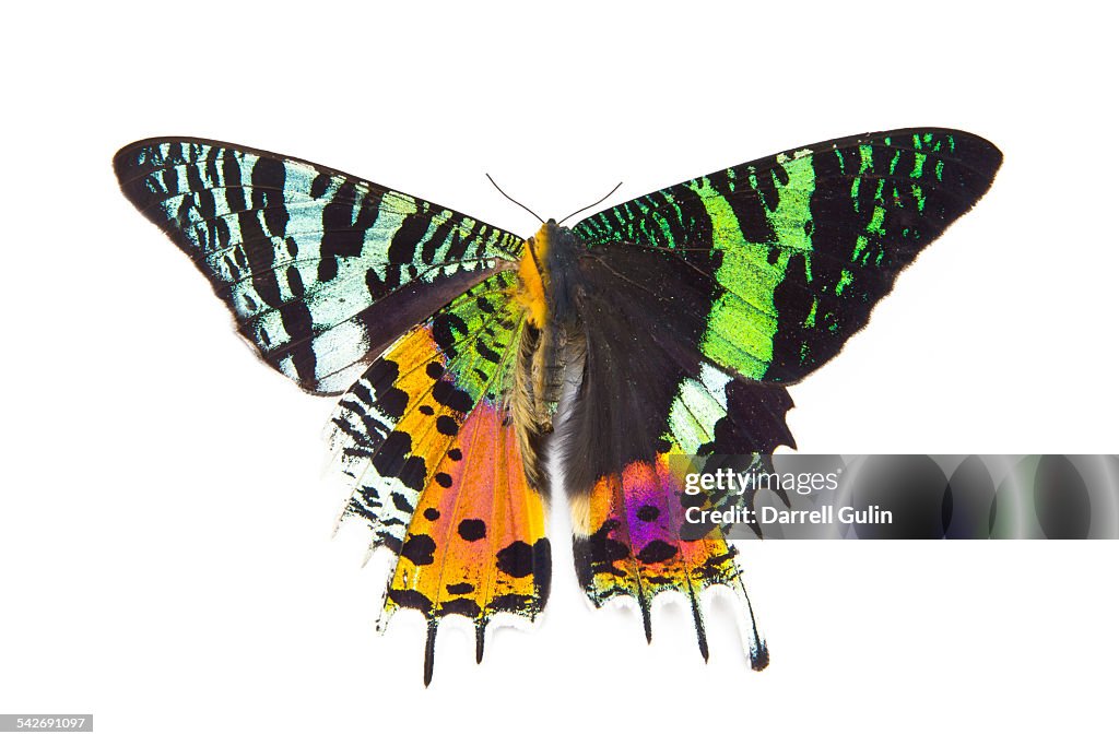 Very colorful moth Urania riphaeus