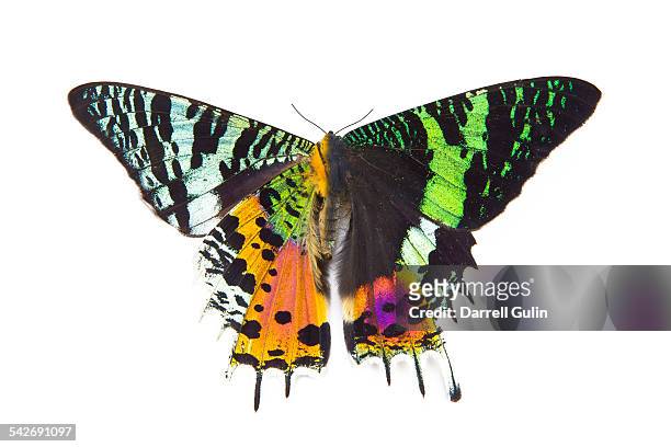 very colorful moth urania riphaeus - nattfjäril bildbanksfoton och bilder