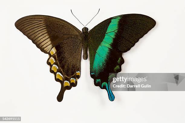 swallowtail butterfly papilio blumei - butterfly on white stockfoto's en -beelden