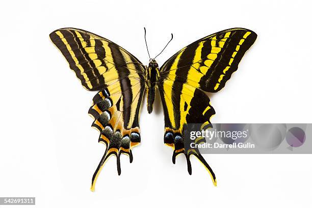 male three tail swallowtail butterfly - butterfly on white stock pictures, royalty-free photos & images