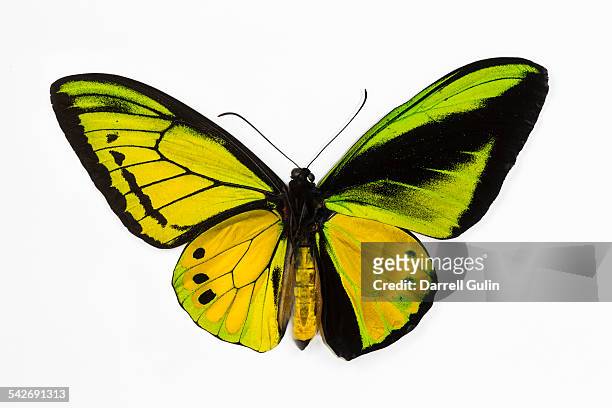male birdwing ornithoptera goliath samson - butterfly on white stockfoto's en -beelden