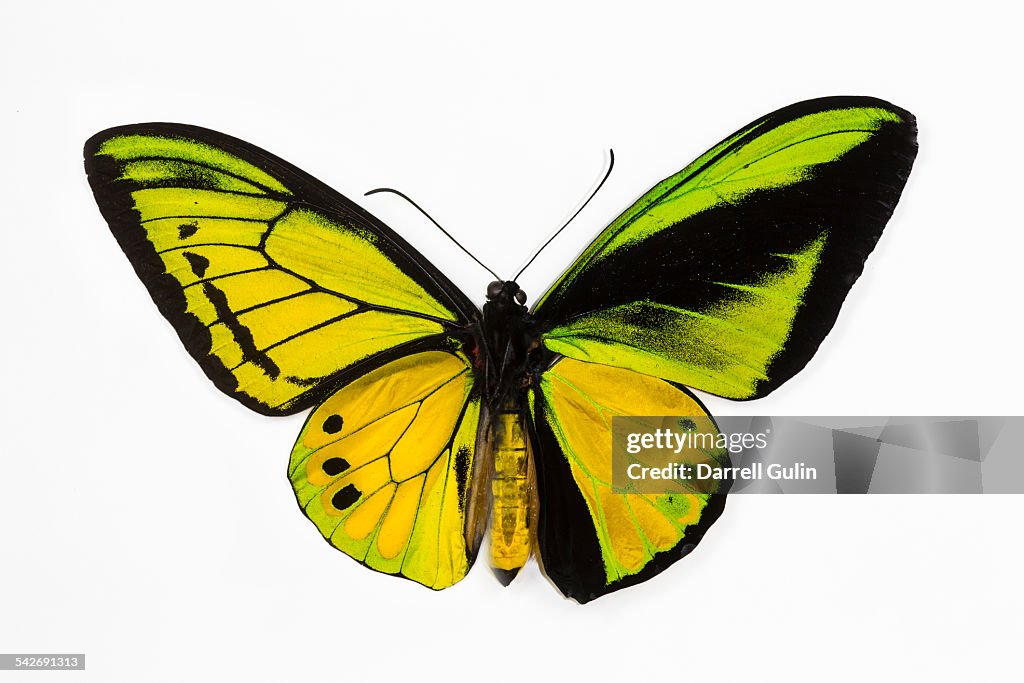 Male Birdwing Ornithoptera goliath samson