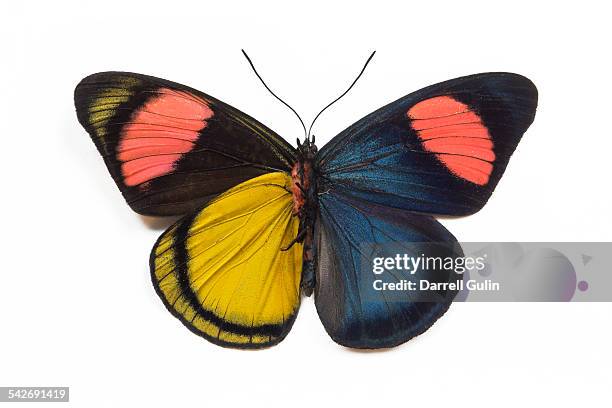 butterfly batesia hypochlora f. chrysochlora - farfalle foto e immagini stock