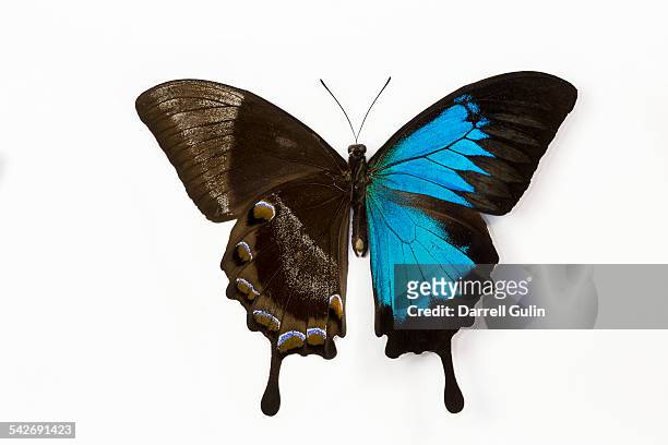 mountain blue swallowtail butterfly papilio ulysse - papillon fond blanc photos et images de collection