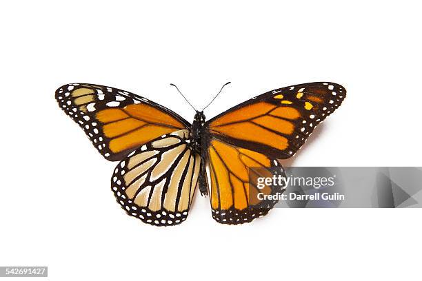 monarch butterfly, banaus plexippus - butterfly on white stock pictures, royalty-free photos & images