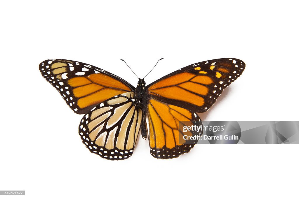 Monarch butterfly, Banaus plexippus