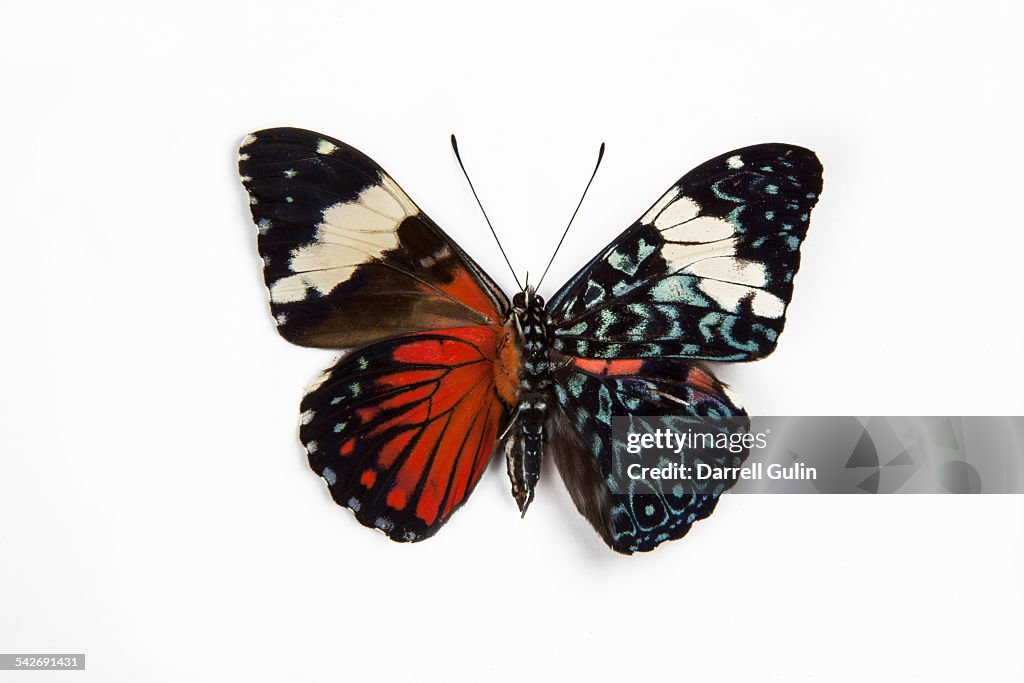 Cracker Tropical Butterfly Hamadryas amphinome