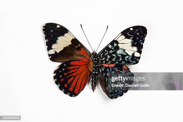 cracker tropical butterfly hamadryas amphinome - butterfly on white stock pictures, royalty-free photos & images