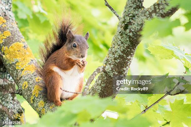 cute squirrel eating a nut on a branch - eekhoorn stockfoto's en -beelden