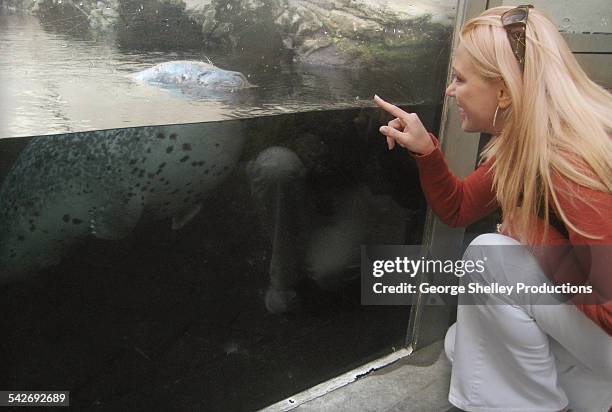 woman looking at a seal underwater - new england aquarium stock pictures, royalty-free photos & images